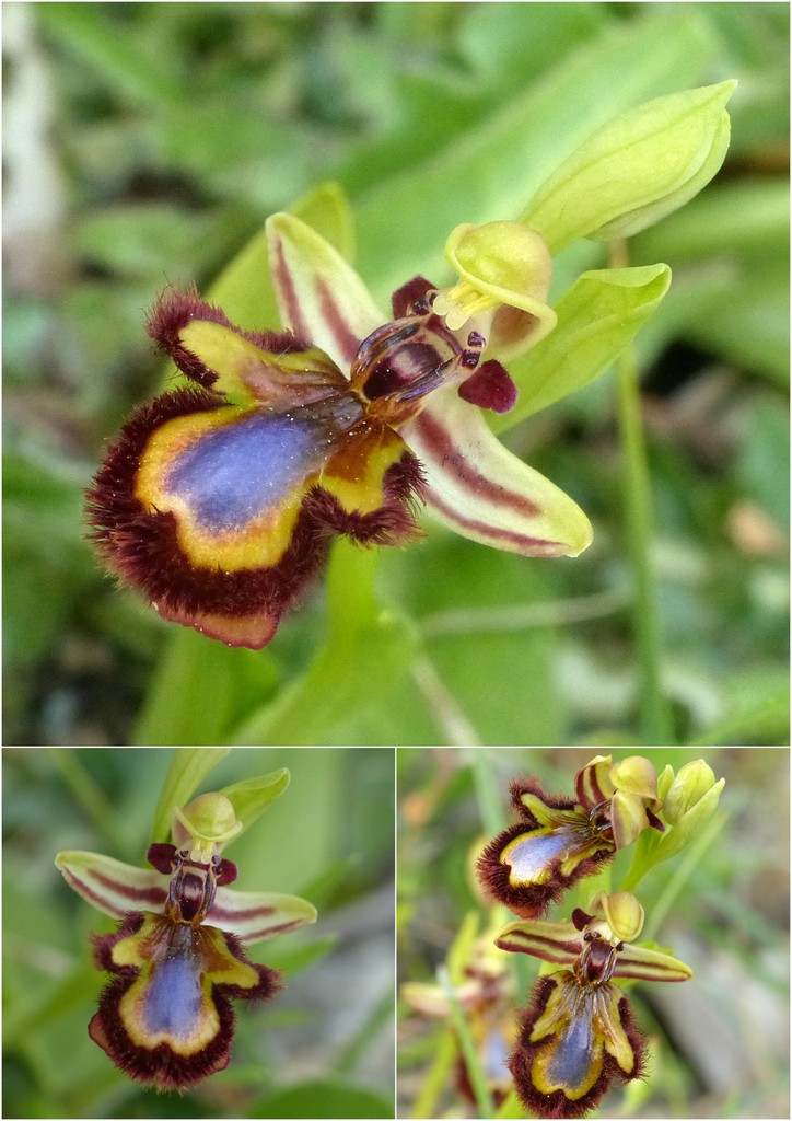 Orchidee in Sardegna, un fine settimana a 78 giri!